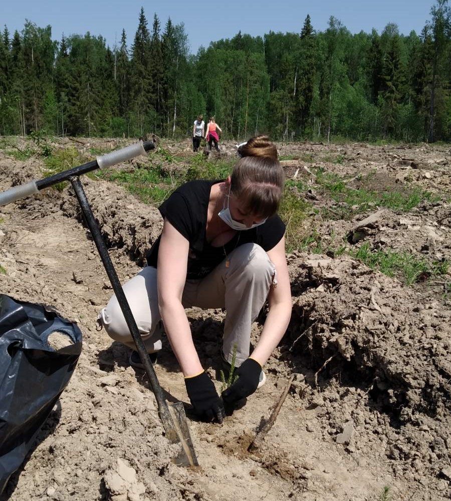 Общественная палата приняла участие в посадке елей