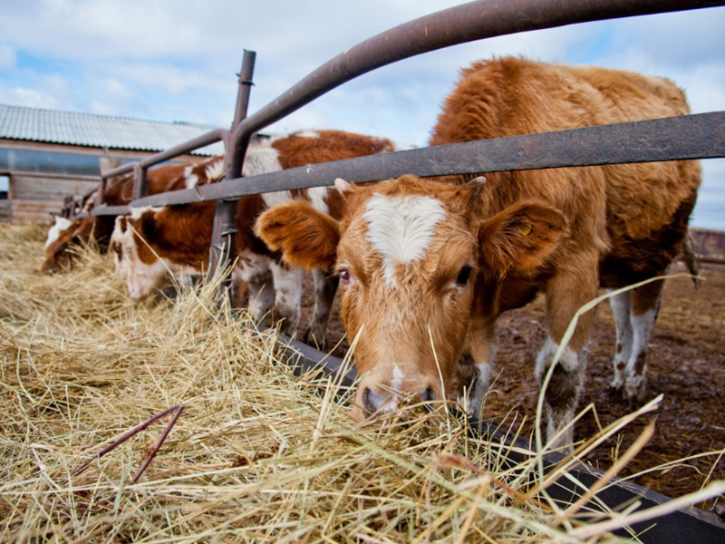 Онлайн-опрос о практиках оказания поддержки бизнеса на селе